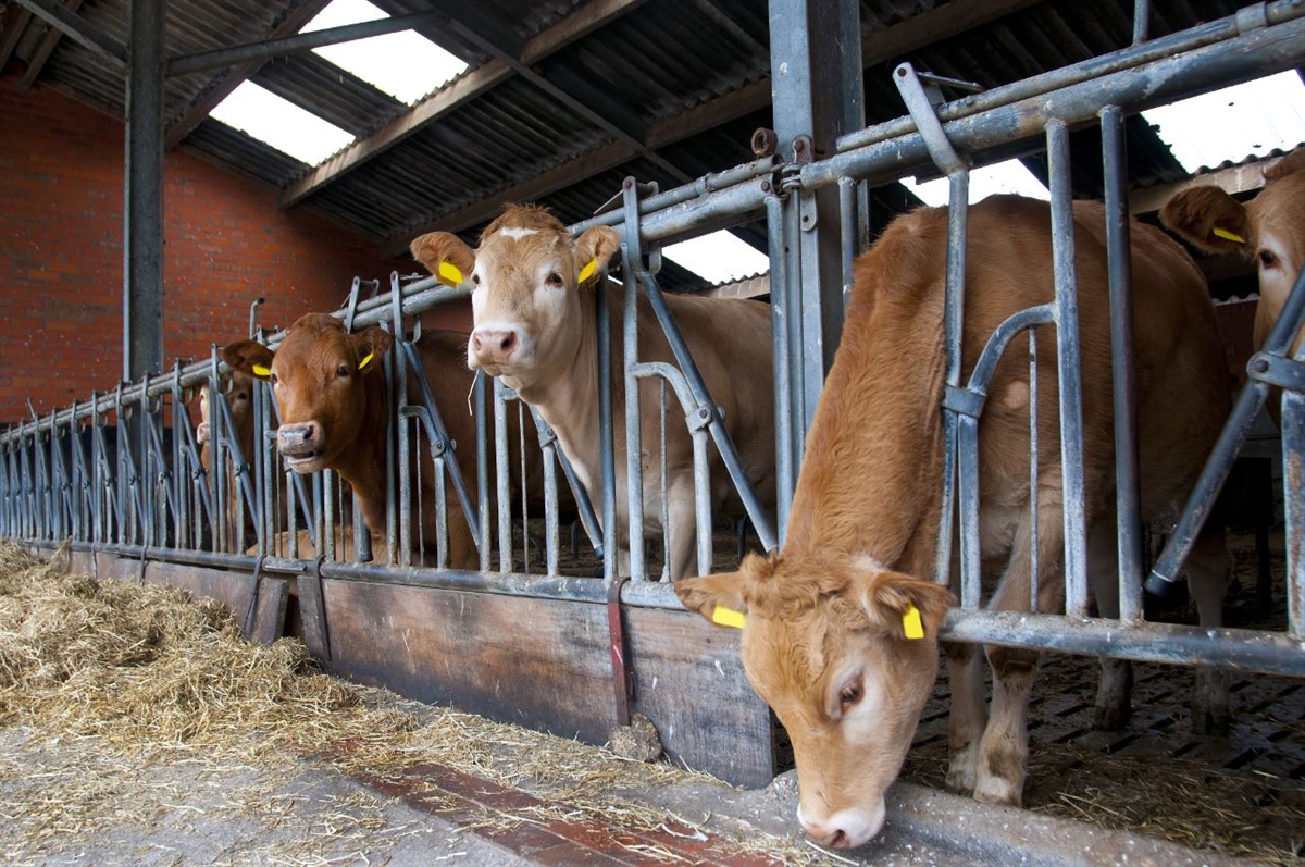 In Scozia in calo il numero di aziende lattiero casearie