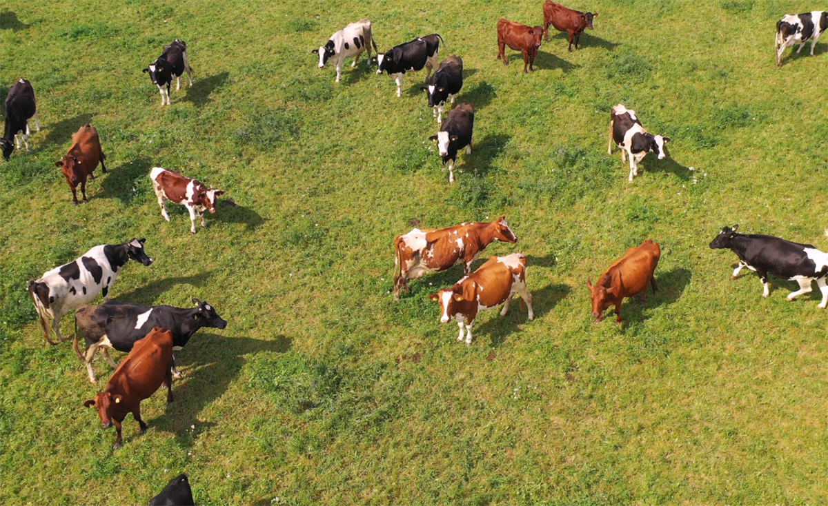 Usa, DFA punta a ridurre le emissioni del 30% in dieci anni