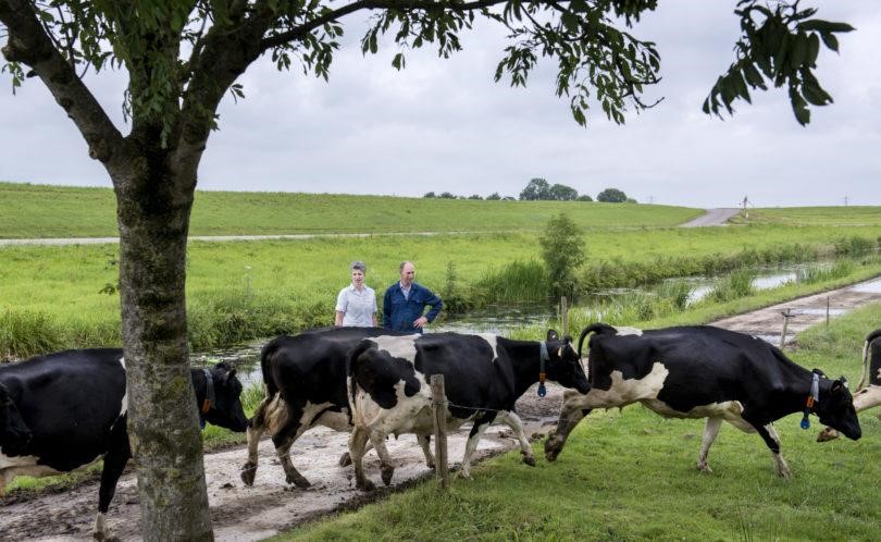 FrieslandCampina: nel 2017 il 79,4% di allevatori ha aderito al programma “vacche al pascolo”