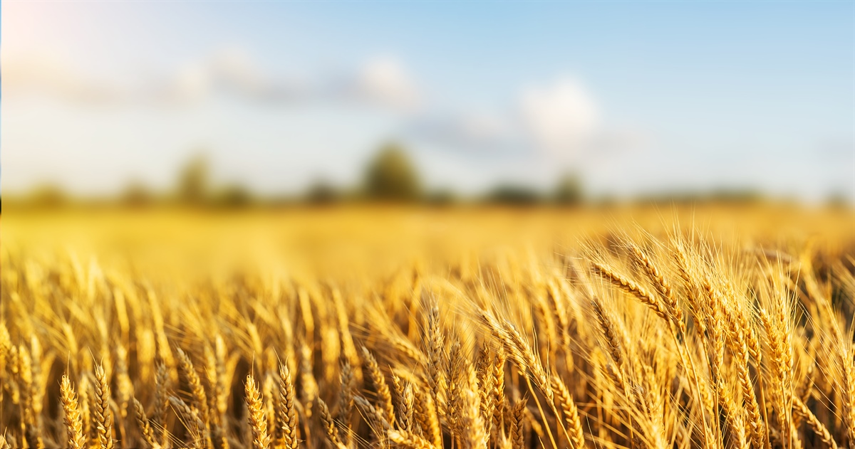 Dl Ristori bis, 340 milioni per le filiere agroalimentari