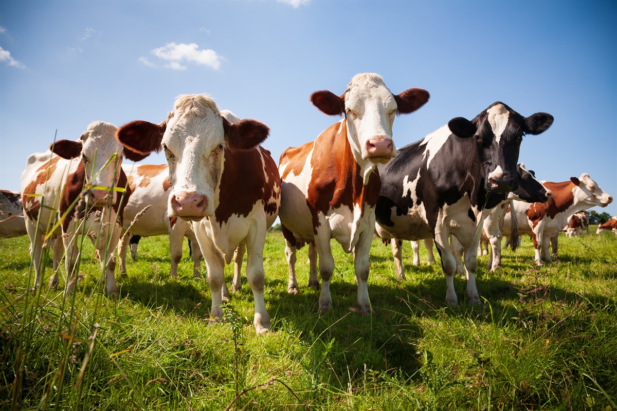 Fonterra e Nestlè uniscono le forze per ridurre l'inquinamento da azoto nel terreno