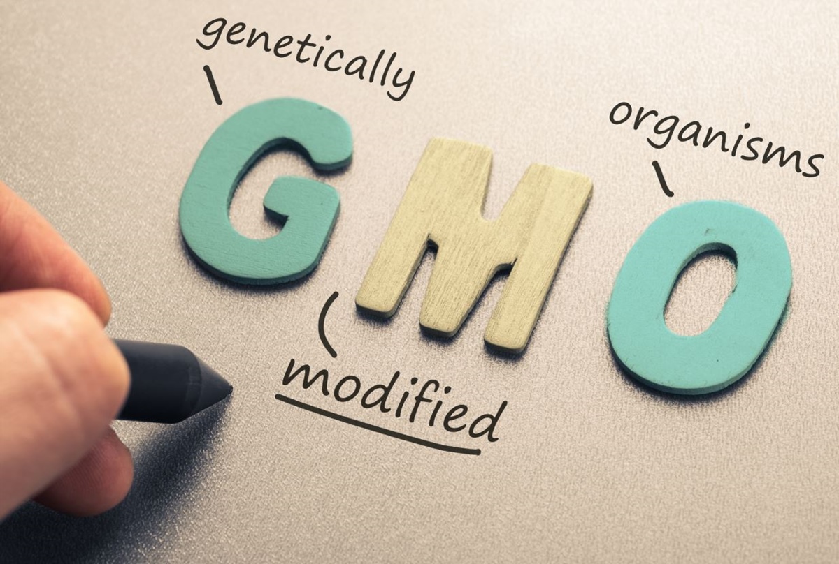OGM, dalla Commissione Ue via libera a 5 nuove colture di mais e soia