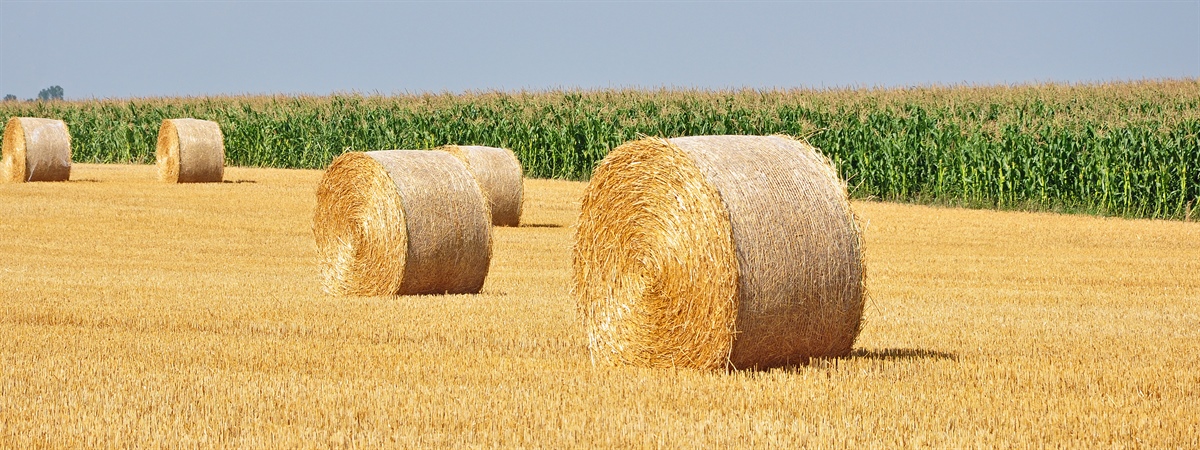 NUOVA PAC, dalla Commissione Ue un elenco di potenziali pratiche agricole da sostenere