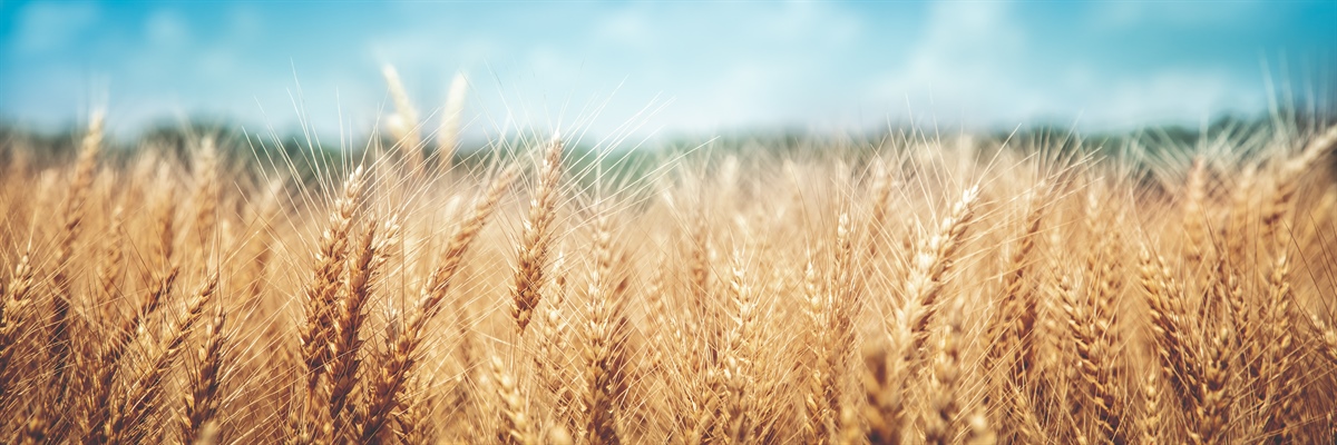 USDA: in crescita la produzione mondiale di grano e mais