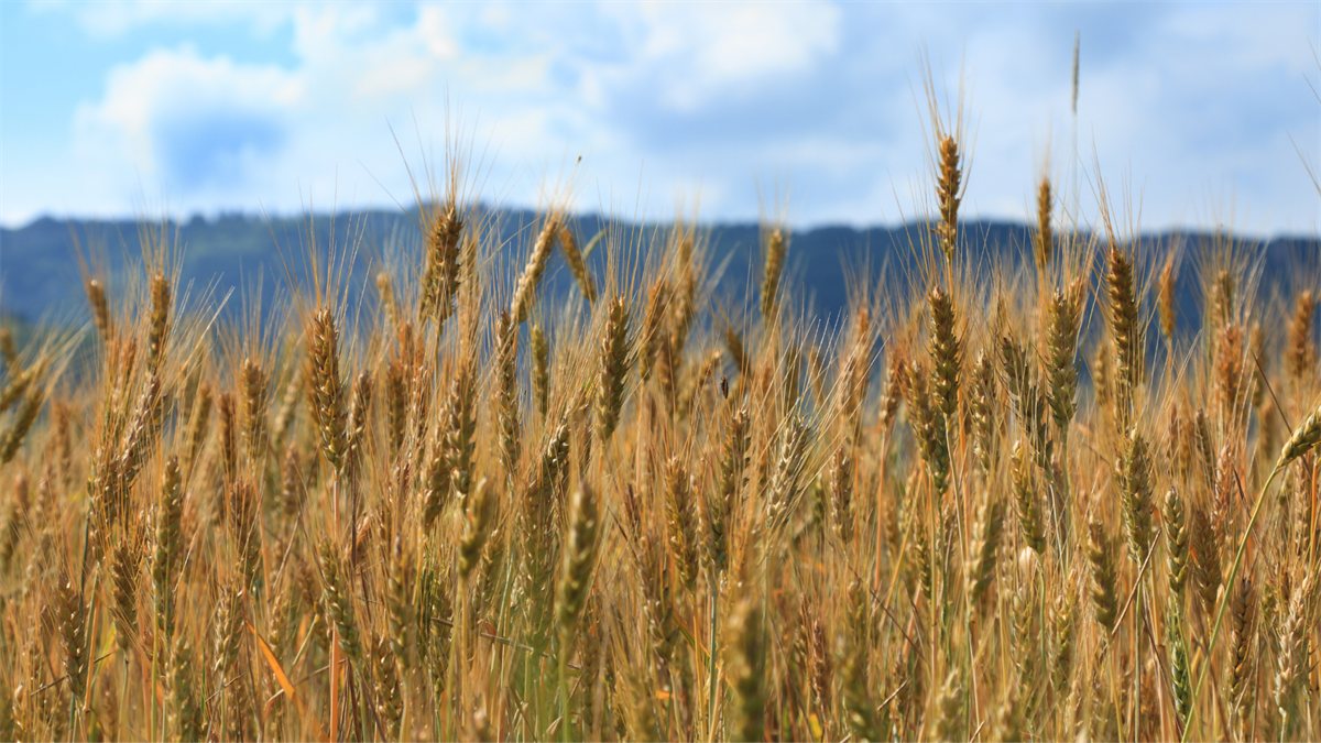 Cereali, in rialzo i prezzi: cresce la domanda e si riducono le scorte a livello mondiale