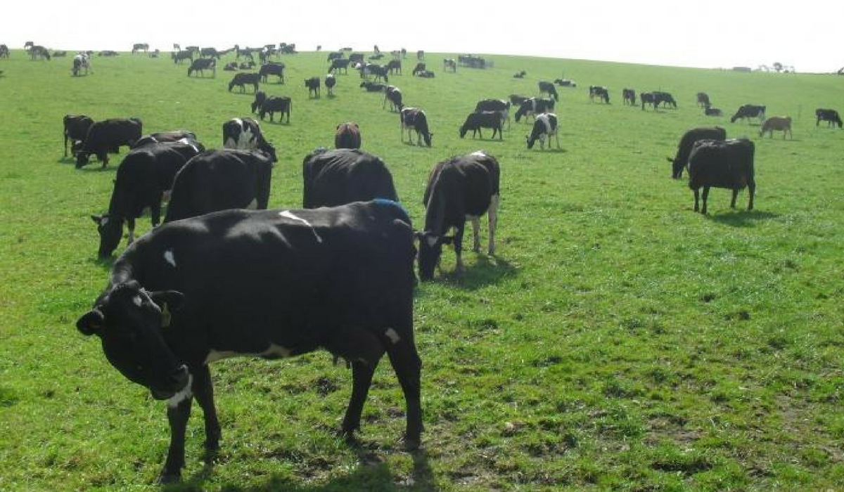 Il Regno Unito in prima linea contro la Tubercolosi bovina