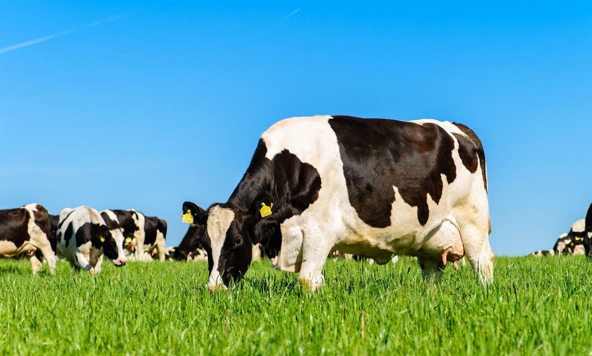 Filiere locali, non sempre sono sostenibili: Wageningen al lavoro per un modello di valutazione della sostenibilità nei sistemi agricoli