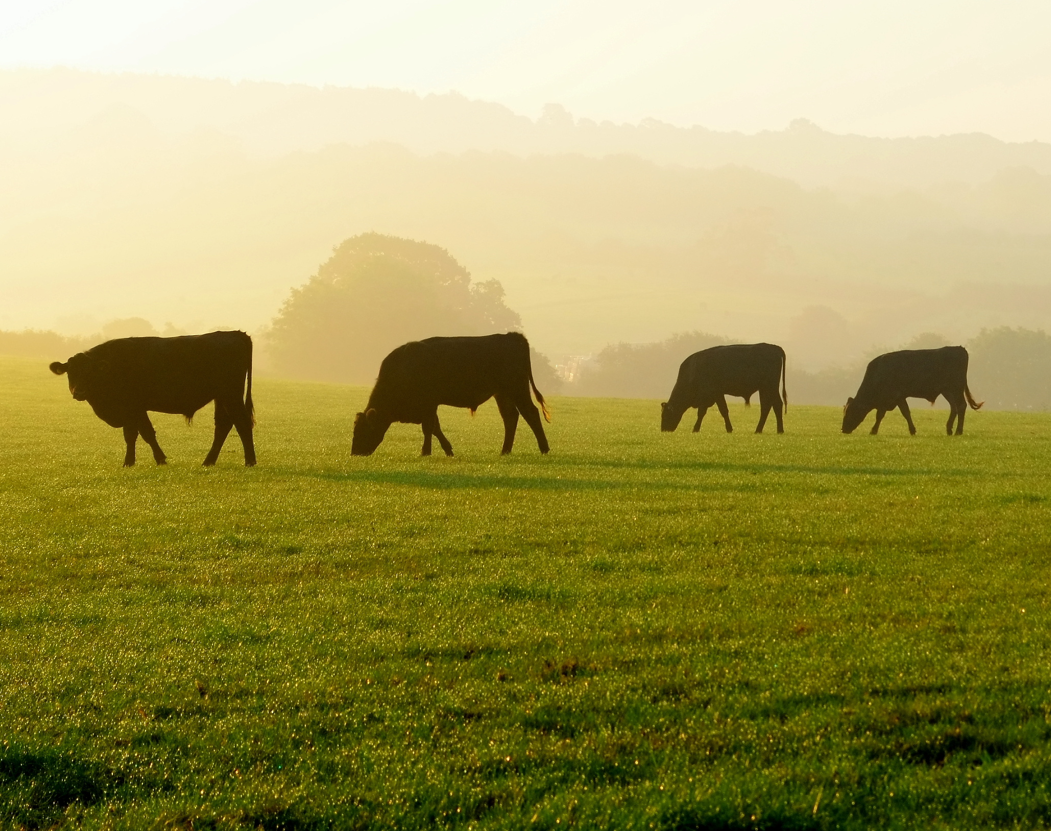 Uk, da First Milk nuovi investimenti per la cattura di carbonio nel suolo
