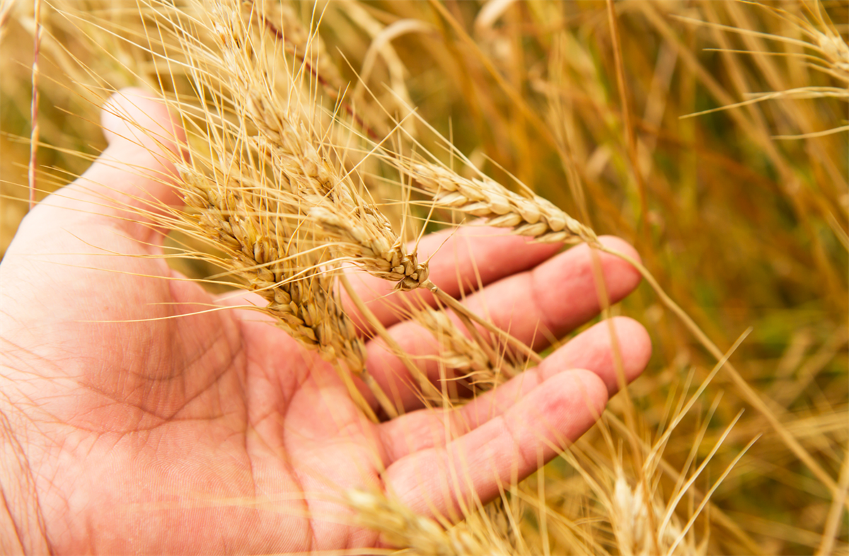 USDA, aggiornamento sulla campagna 2021/22 per cereali e soia