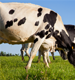 FRIESLANDCAMPINA: il prezzo garantito a luglio sale a 60,00 euro/100 kg