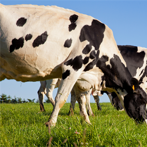 FRIESLANDCAMPINA: il prezzo garantito a luglio sale a 60,00 euro/100 kg