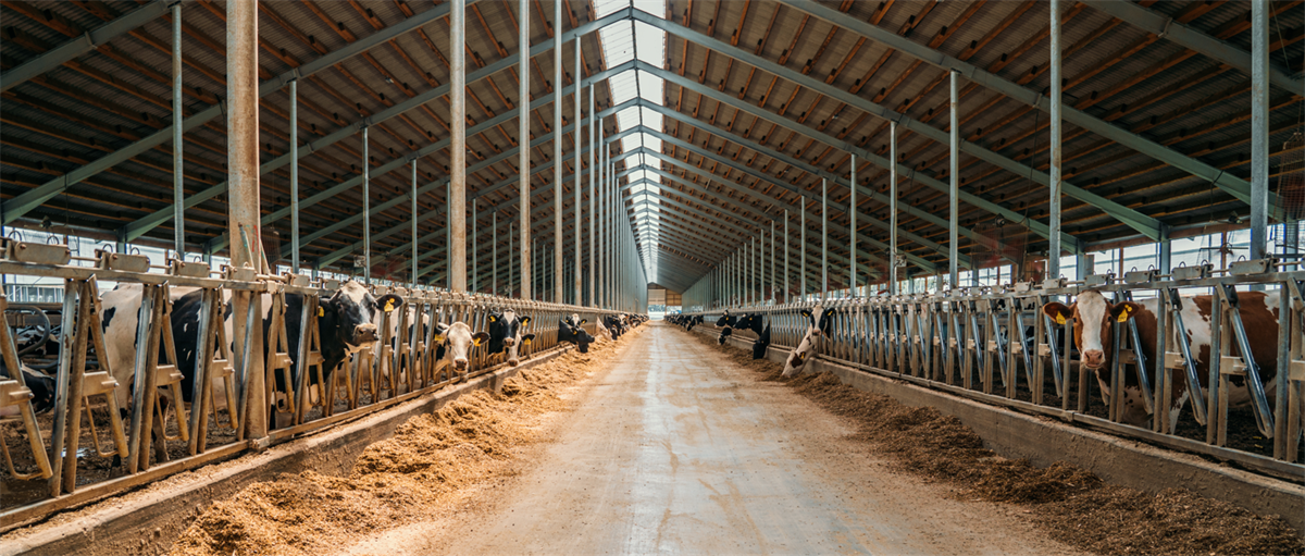 FrieslandCampina, Rabobank e Lely: una partnership per ridurre le emissioni di azoto negli allevamenti