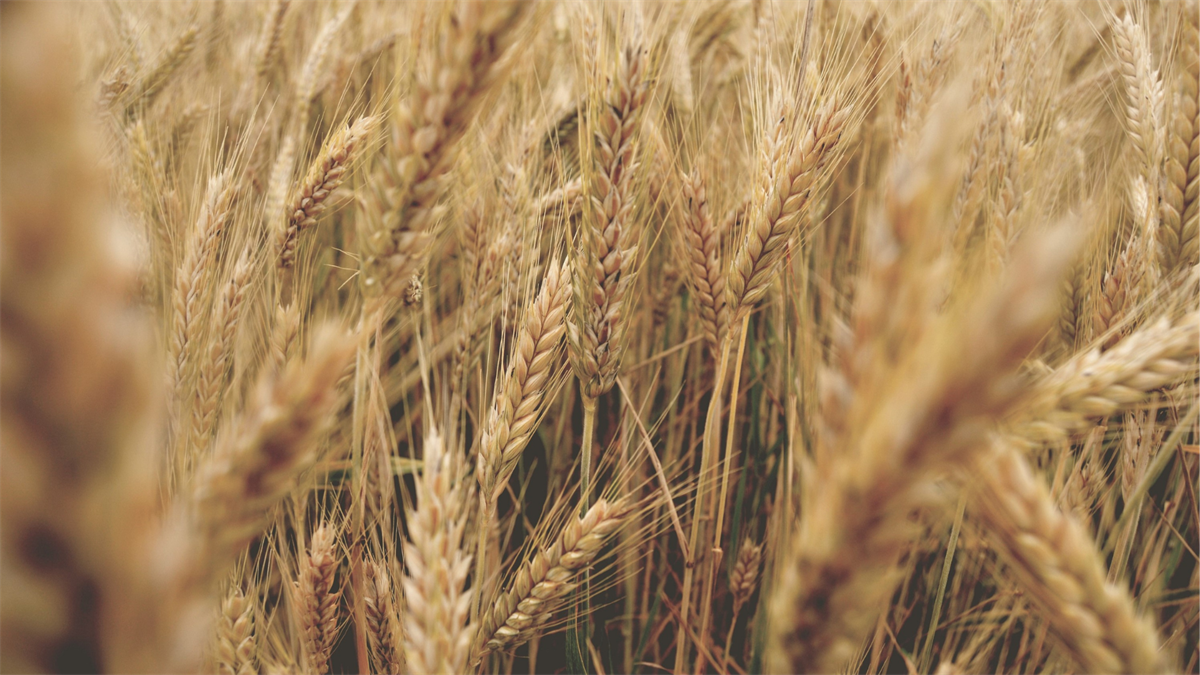 Ucraina, in calo le rese di cereali per l’anno 2022
