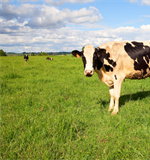 FrieslandCampina fissa il prezzo garantito per settembre 2022: 61,25 euro per 100 kg di latte