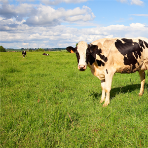 FrieslandCampina fissa il prezzo garantito per settembre 2022: 61,25 euro per 100 kg di latte