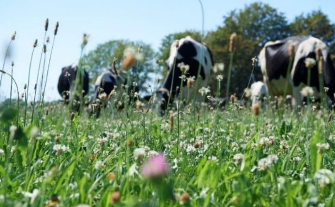 ALDI e FrieslandCampina insieme per promuovere la sostenibilità