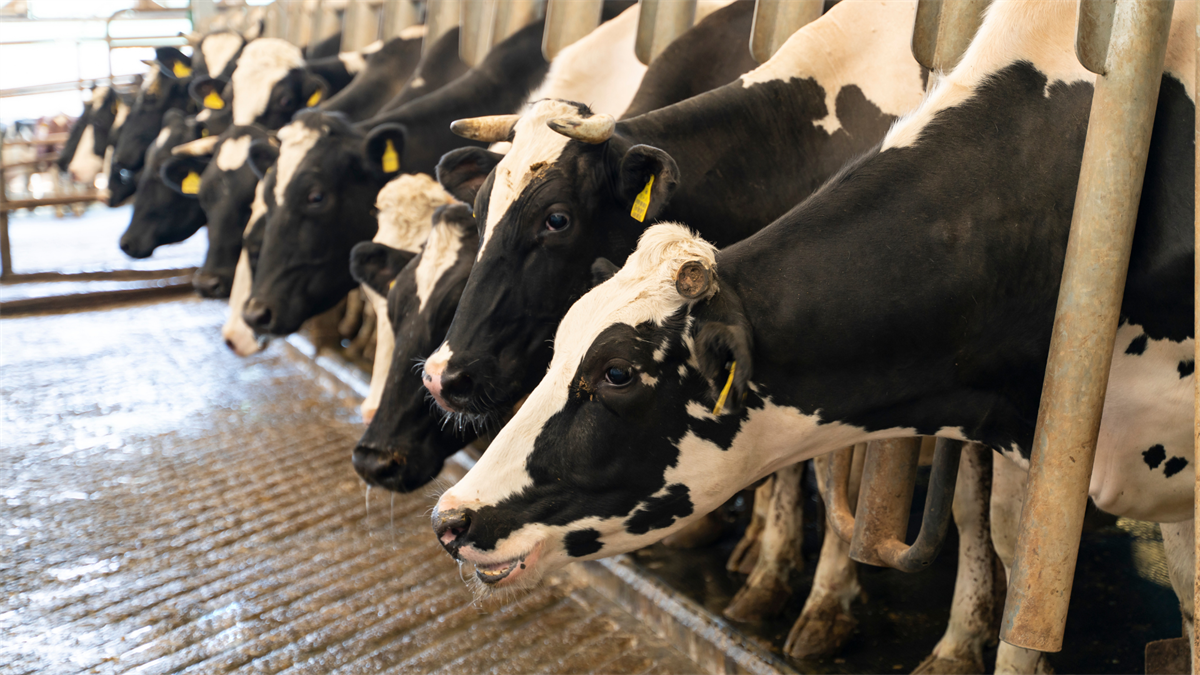 Arla, nuovo incentivo ai soci per premiare le pratiche sostenibili